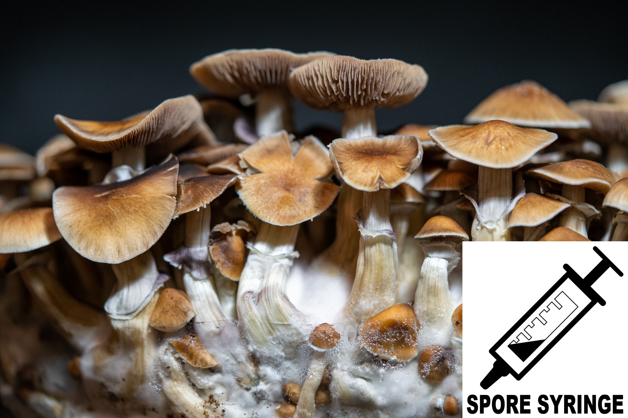 Psilocybe cubensis : Oak Ridge Spore Syringe